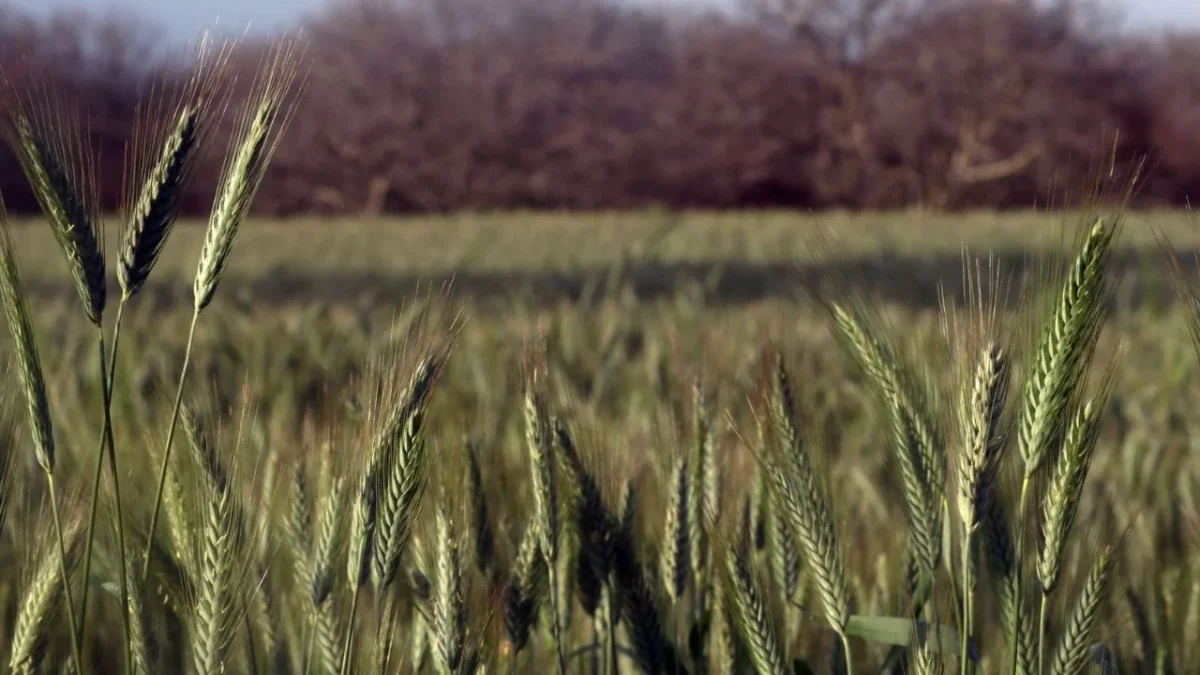 Sader logra acuerdo con productores de trigo panificable