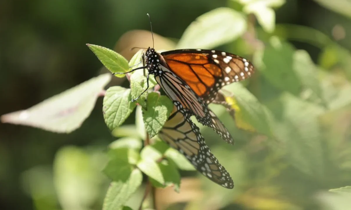 En el Santuario Sierra Chincua, Angangueo, Michoacán, se inauguró hoy la temporada de hibernación de la mariposa Monarca 2025-2026.