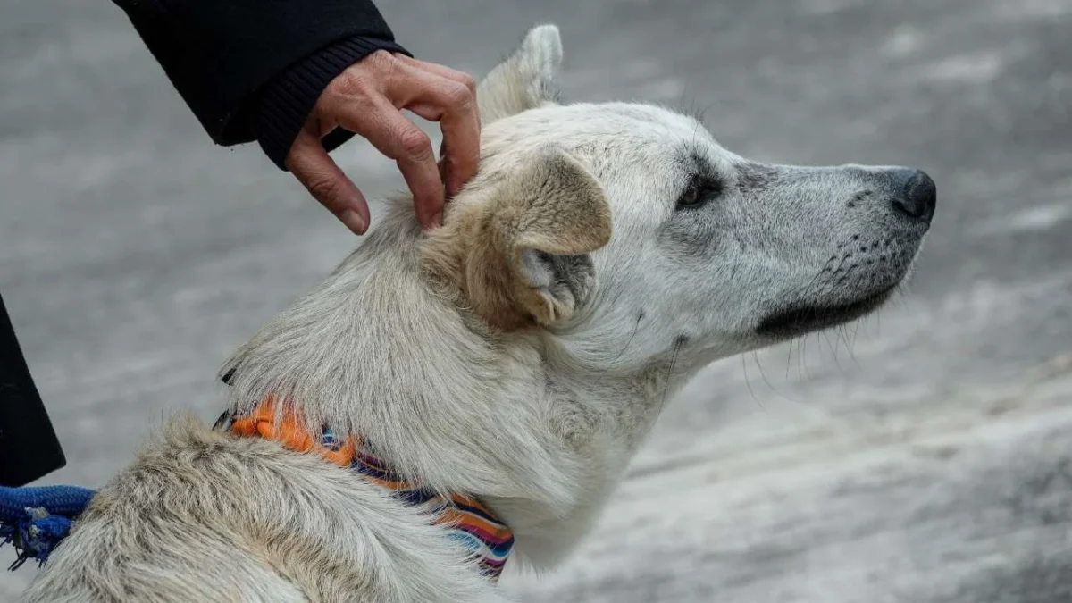 Alertan por nueva ola de envenenamiento de perros en Chetumal, Quintana Roo.