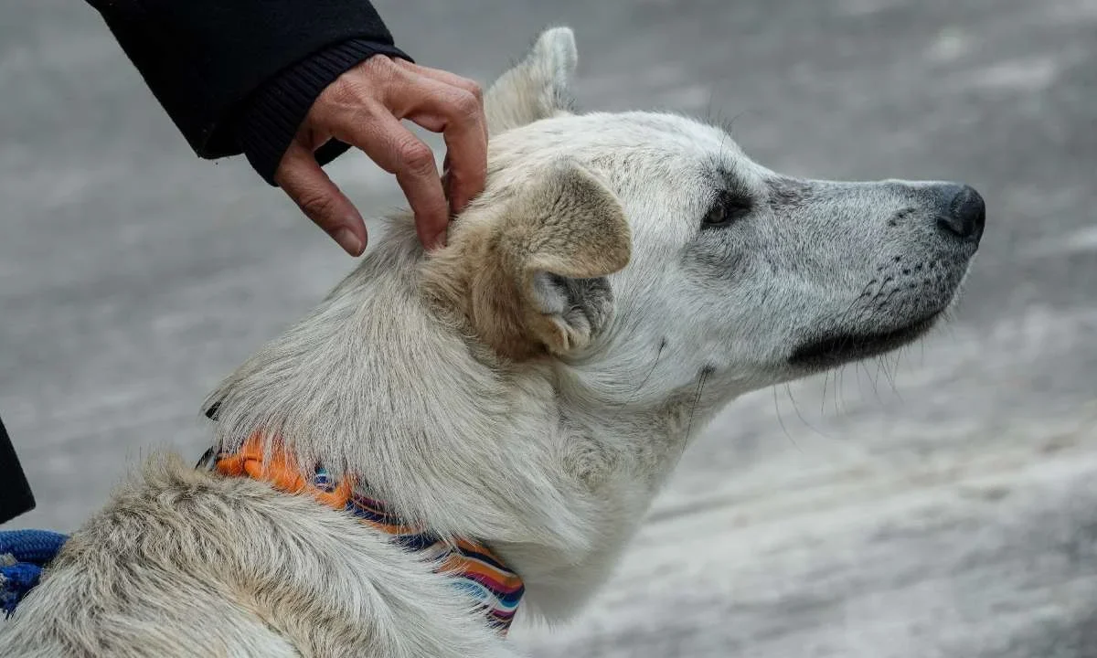 Alertan por nueva ola de envenenamiento de perros en Chetumal, Quintana Roo.
