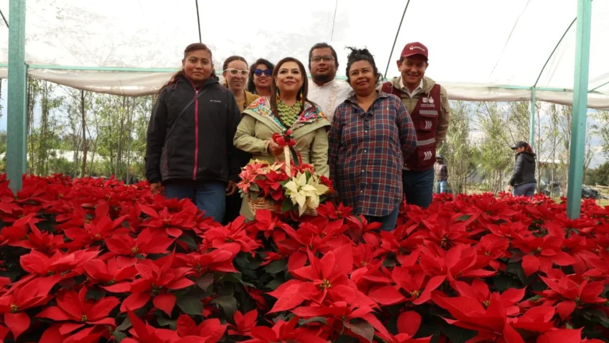 Clara Brugada encabezó el arranque de la venta de flor de Nochebuena 2025, en Xochimilco, ofertada por productores locales.