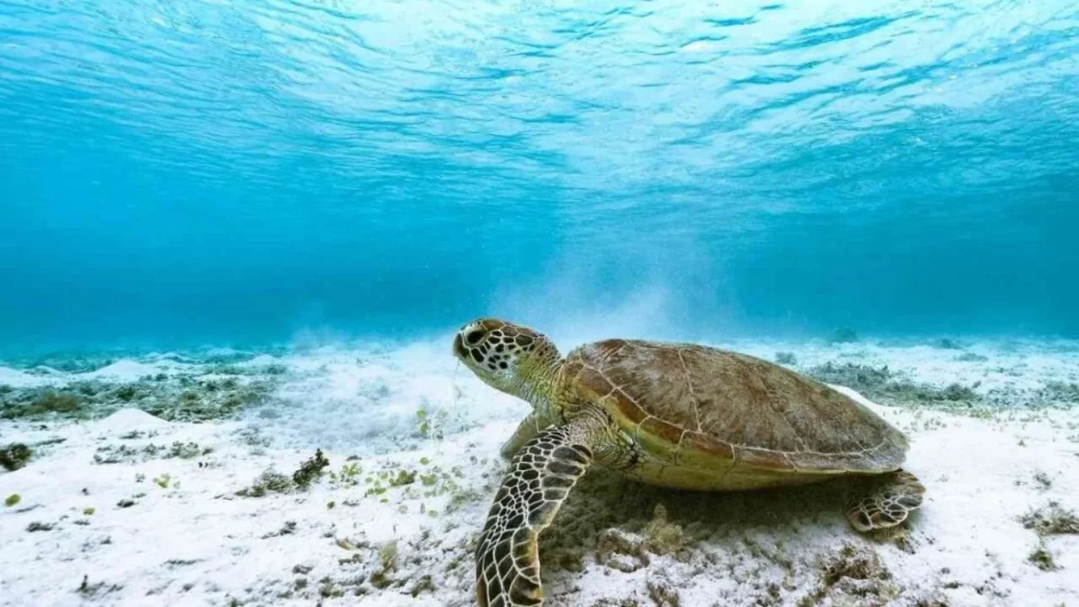 Diputados avalan modificaciones en delitos contra el ambiente