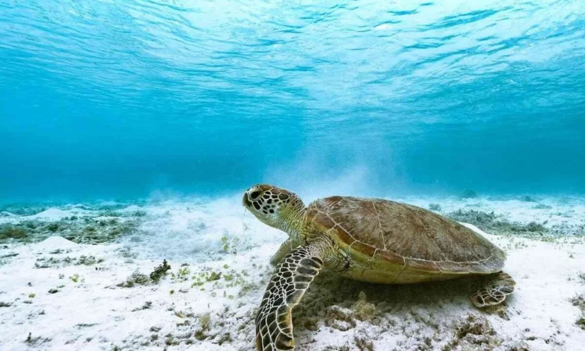 Diputados avalan modificaciones en delitos contra el ambiente