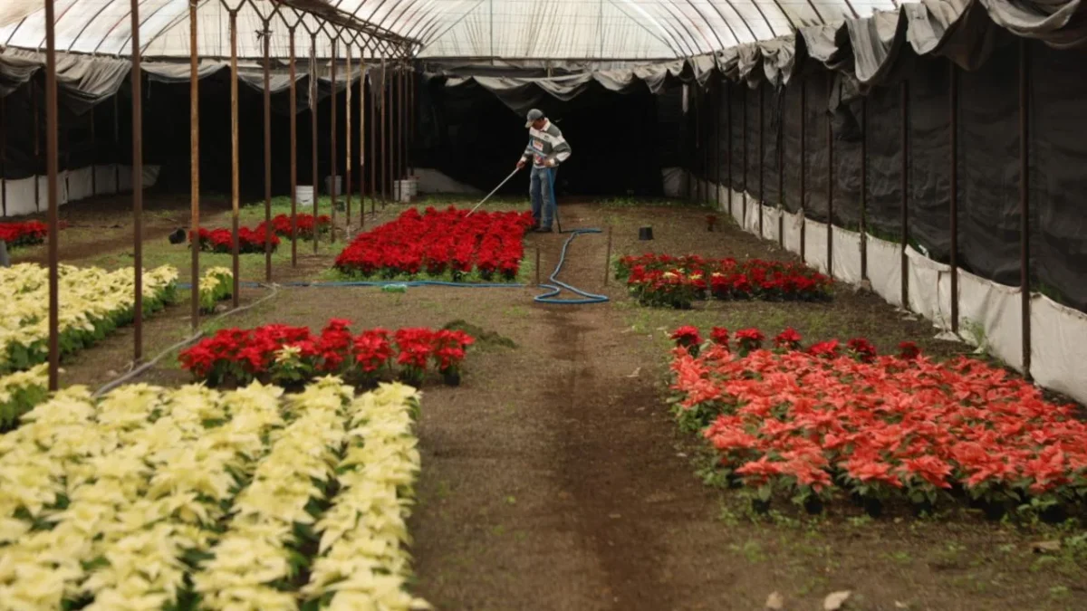 Trabajo. La mandataria capitalina destacó que 216 productores de Xochimilco y Tláhuac cultivaron la planta en 30 hectáreas, por lo que invitó a la ciudadanía a consumir local.