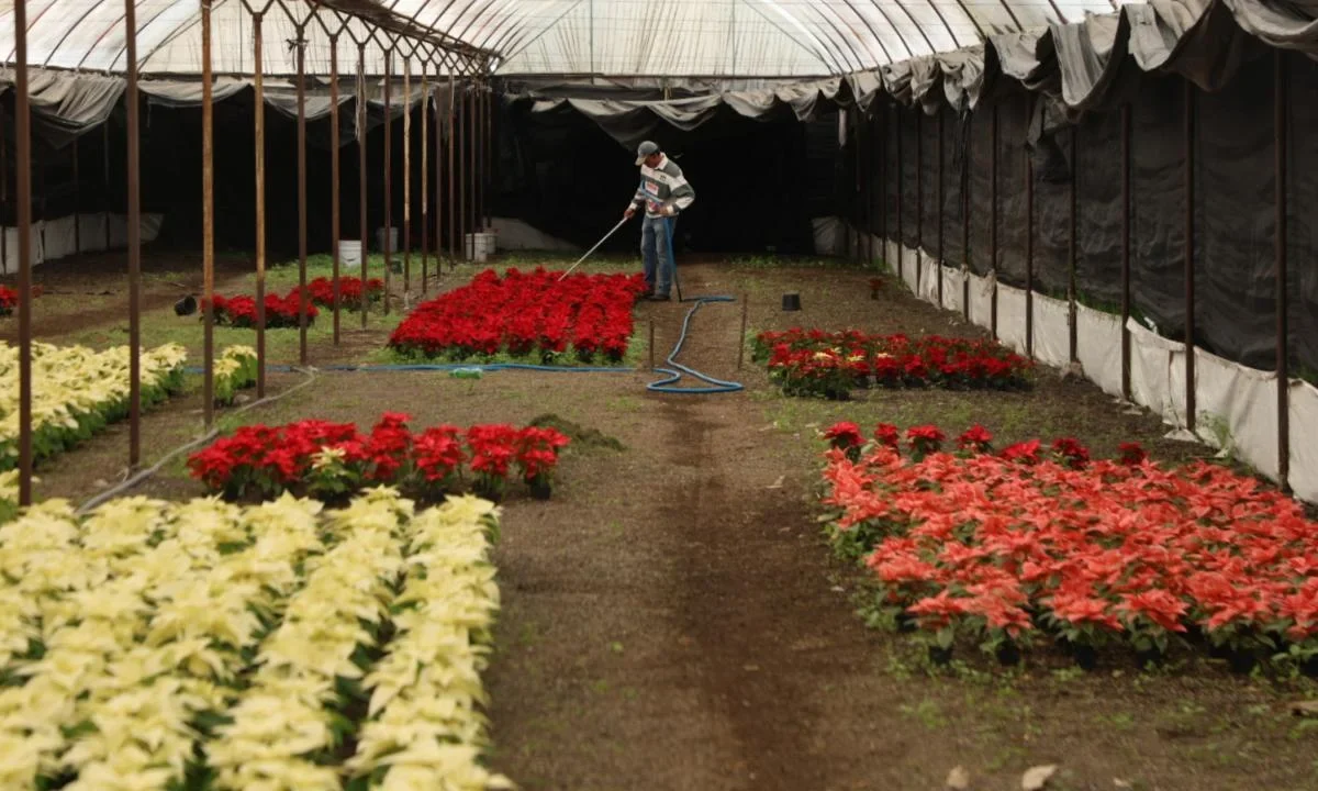 Trabajo. La mandataria capitalina destacó que 216 productores de Xochimilco y Tláhuac cultivaron la planta en 30 hectáreas, por lo que invitó a la ciudadanía a consumir local.