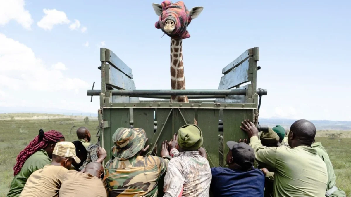 A juvenile Masai giraffe stands inside a transportation crate with its eyes covered by a blanket as rangers from Kenya Wildlife Services (KWS) attempt to load the crate onto a vehicle during an exercise to translocate large herbivores from Kedong Ranch due to land subdivisions and corralling that have disrupted wildlife migratory routes in Naivasha, Nakuru County, on November 16, 2025.