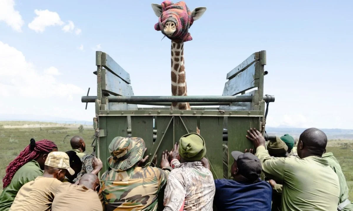 A juvenile Masai giraffe stands inside a transportation crate with its eyes covered by a blanket as rangers from Kenya Wildlife Services (KWS) attempt to load the crate onto a vehicle during an exercise to translocate large herbivores from Kedong Ranch due to land subdivisions and corralling that have disrupted wildlife migratory routes in Naivasha, Nakuru County, on November 16, 2025.