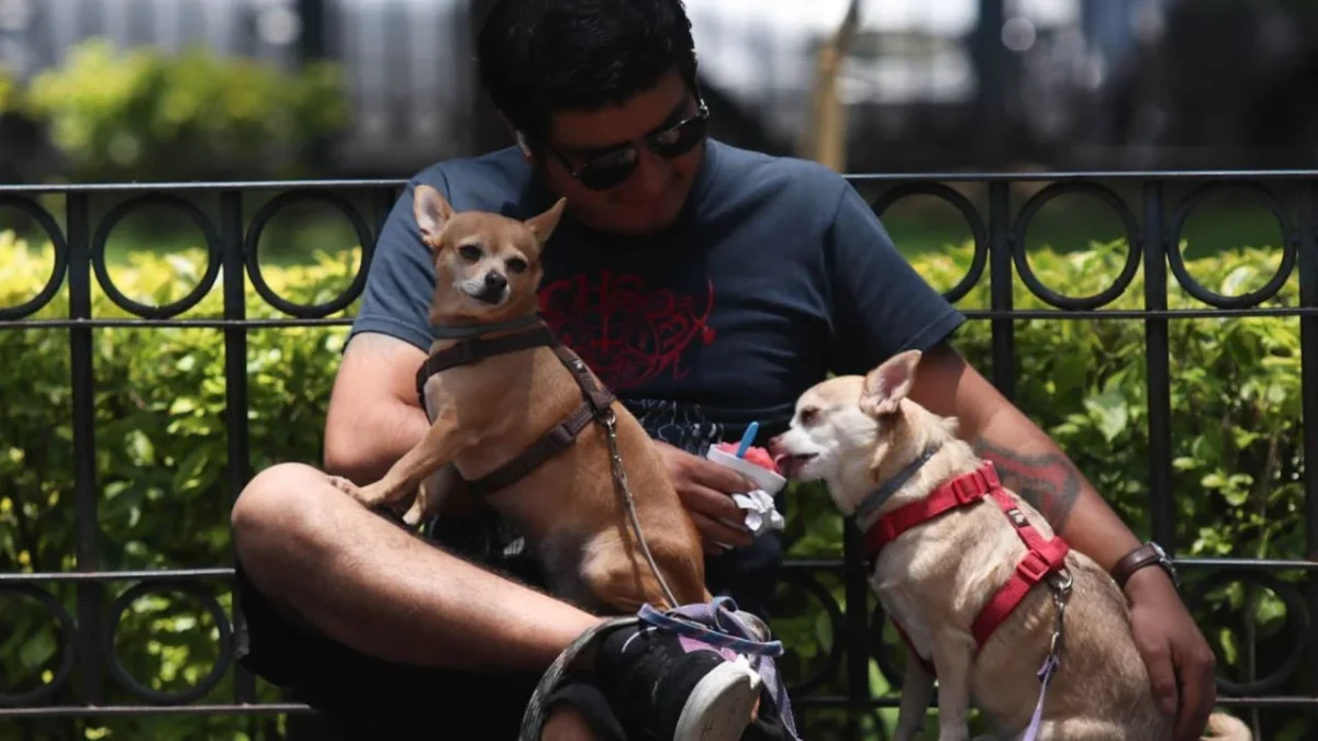 Movimiento Ciudadano presentó la iniciativa de ley ¿Quién se queda con el perro? y ahora la bancada naranja va impulsar a nivel nacional.