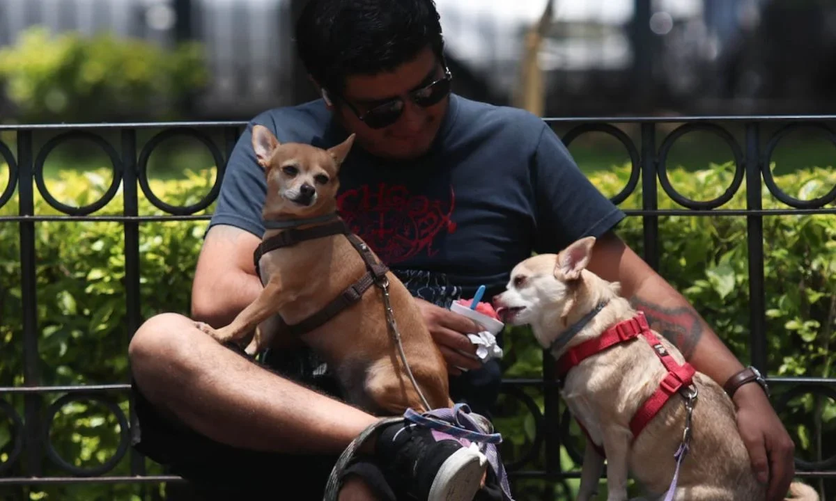 Movimiento Ciudadano presentó la iniciativa de ley ¿Quién se queda con el perro? y ahora la bancada naranja va impulsar a nivel nacional.
