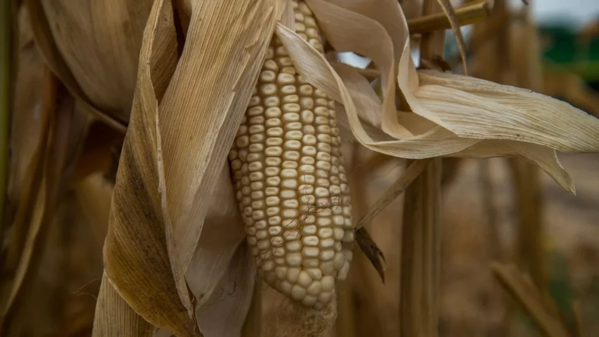 El Grupo Consultor de Mercados Agrícolas proyecta cifras históricas este año en introducción del maíz hasta los datos de septiembre.