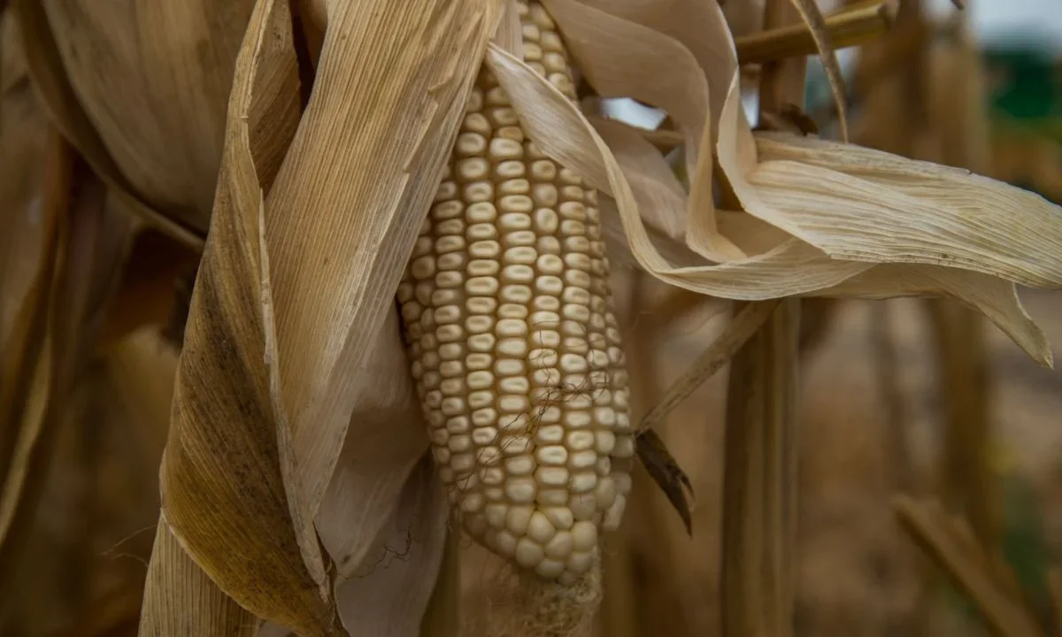 El Grupo Consultor de Mercados Agrícolas proyecta cifras históricas este año en introducción del maíz hasta los datos de septiembre.