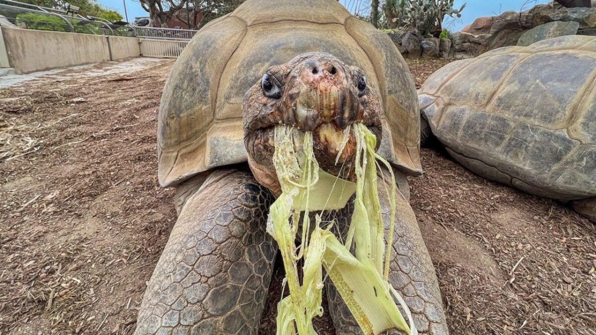 Tortuga Gramma
