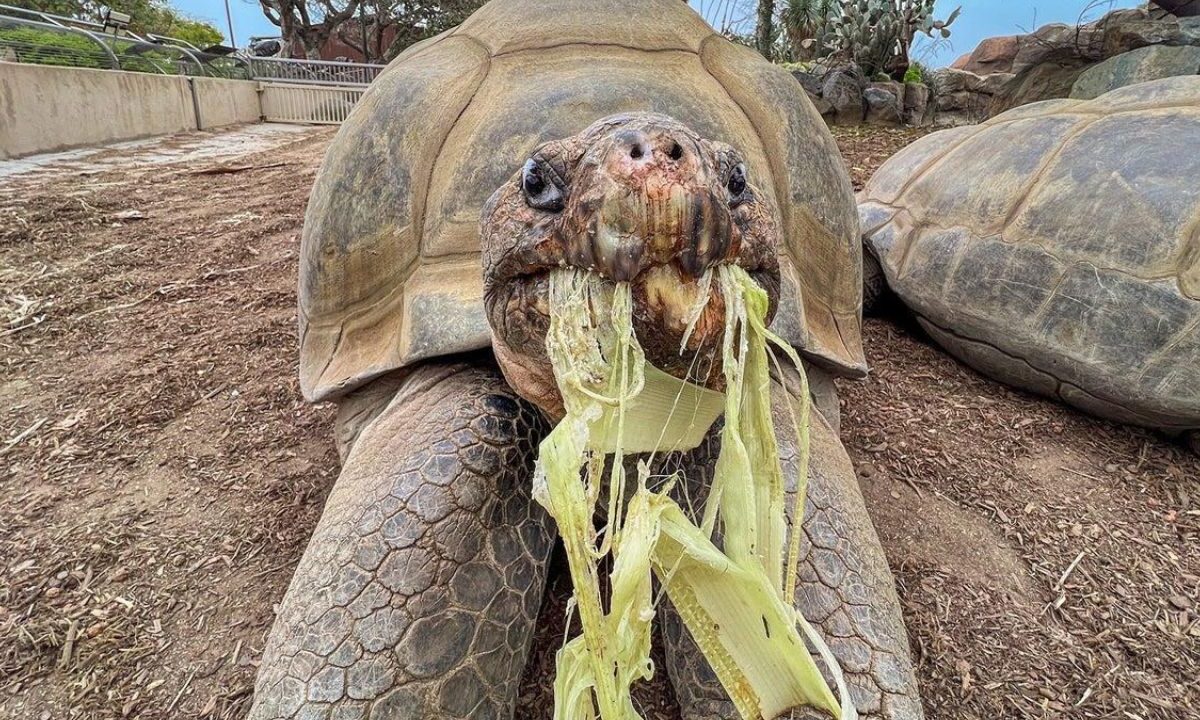 Tortuga Gramma