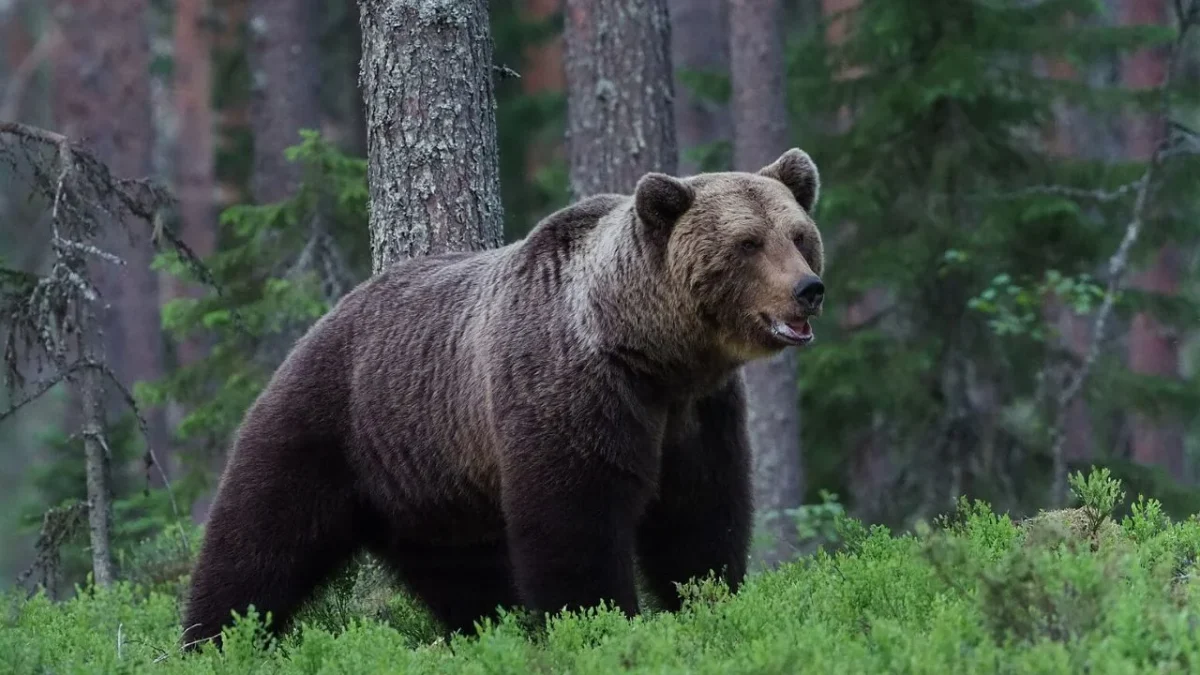 Oso grizzli