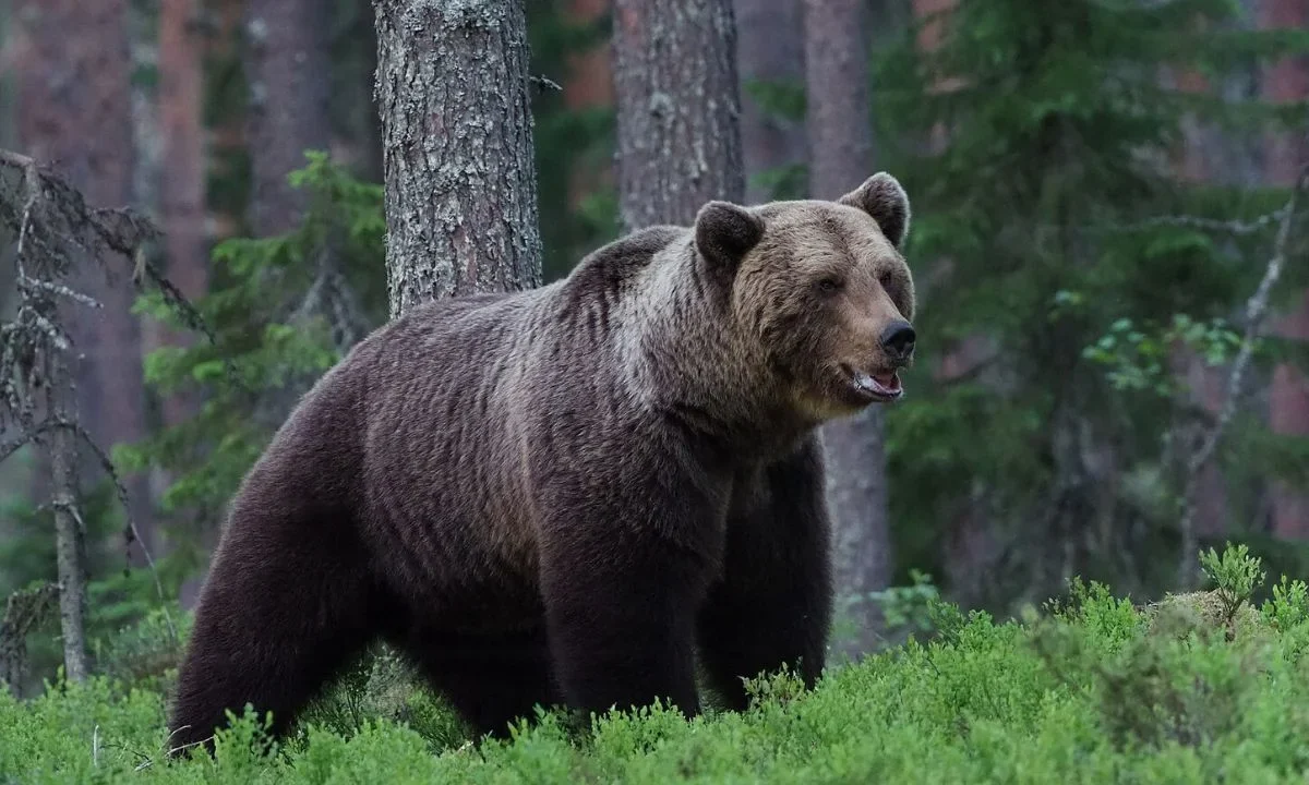 Oso grizzli