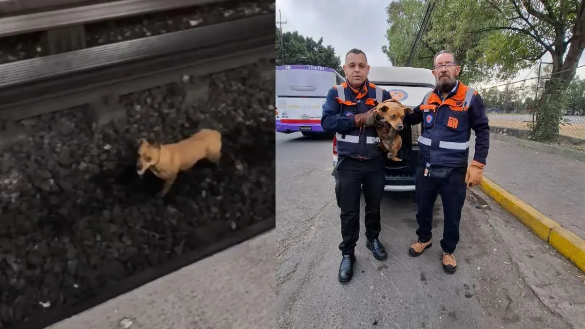 Rescatan a un perrito en el Metro CDMX que hizo un recorrido por las vías desde el Zócalo hasta Cuatro Caminos.