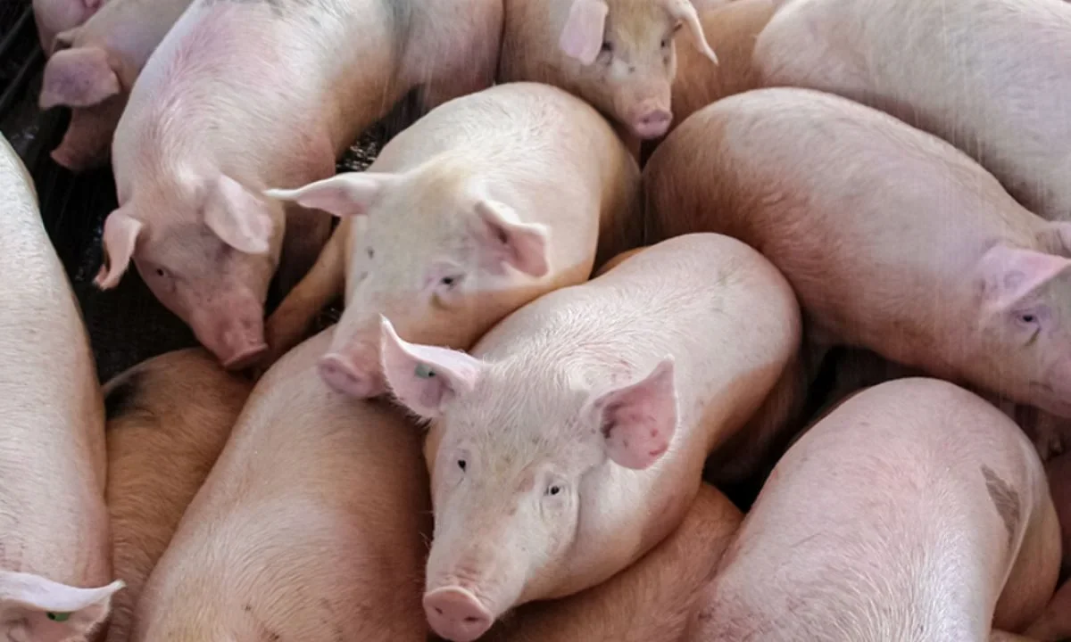 Este brote de peste porcina africana es el primero en España desde 1994 y fue detectado en dos jabalíes en un municipio de Barcelona.