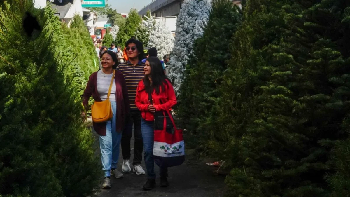 Conoce los lugares donde puedes comprar un pino navideño en México