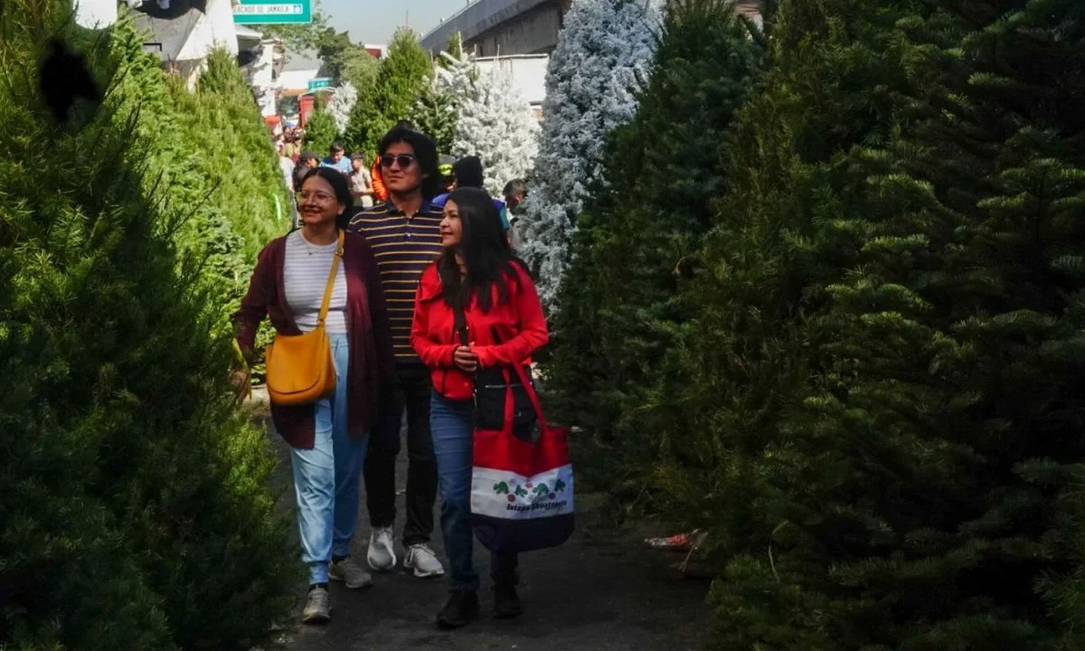 Conoce los lugares donde puedes comprar un pino navideño en México