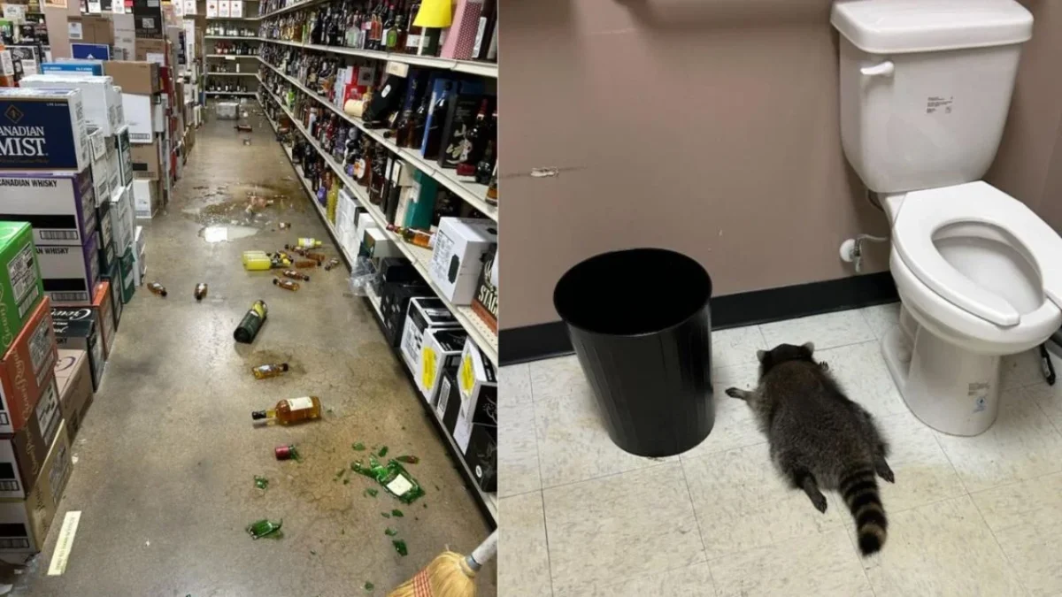 Mapache 'fiestero' arrasa una licorería y cae dormido en el baño