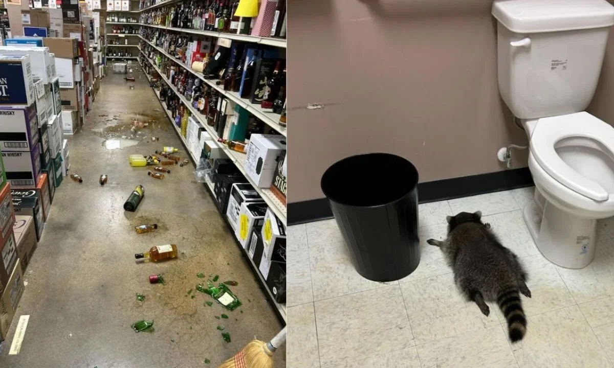 Mapache 'fiestero' arrasa una licorería y cae dormido en el baño
