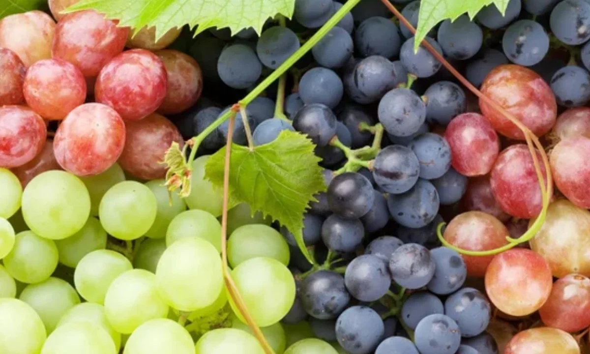 Comer doce uvas al sonar las campanadas es una costumbre heredada de España que, según la tradición, ayuda a atraer prosperidad para cada mes del año entrante