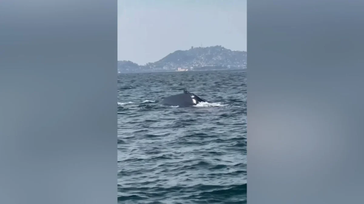 La tarde de este domingo se pudo observar a uno de los primeros ejemplares de ballenas jorobadas de la temporada en Acapulco.
