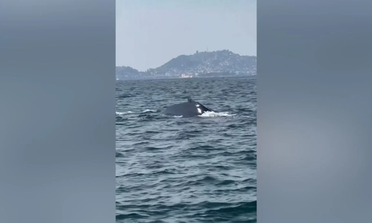 La tarde de este domingo se pudo observar a uno de los primeros ejemplares de ballenas jorobadas de la temporada en Acapulco.