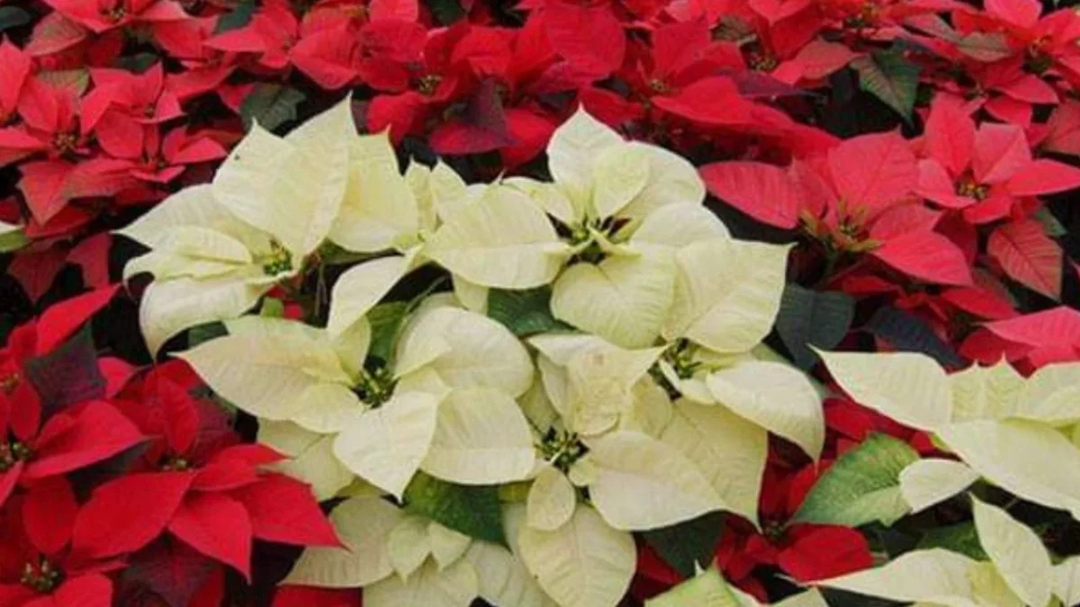 Otros nombres con los que se le conoce en la actualidad a la Nochebuena son: Flor de Navidad, Estrella de Navidad, Flor de Pascua entre otros