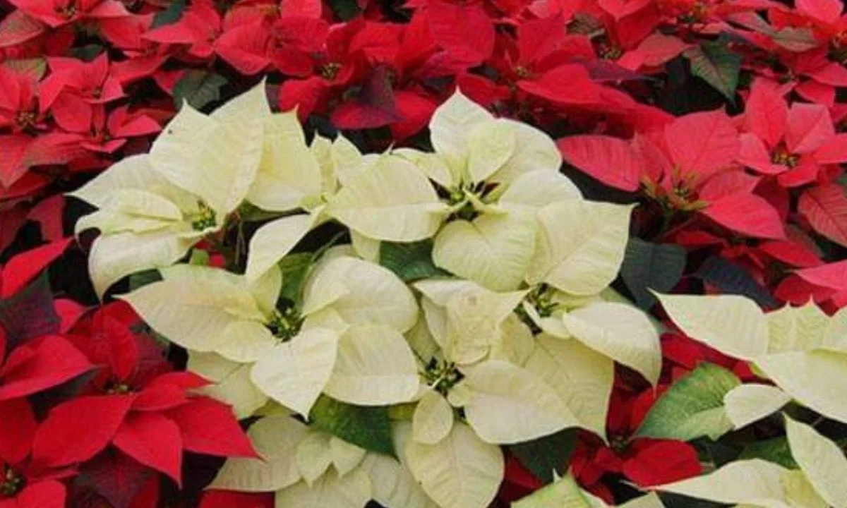 Otros nombres con los que se le conoce en la actualidad a la Nochebuena son: Flor de Navidad, Estrella de Navidad, Flor de Pascua entre otros