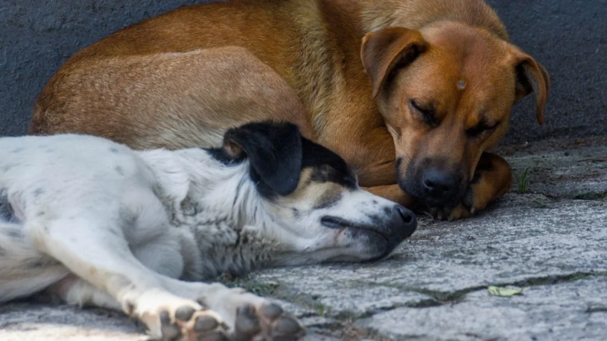 La Fiscalía de Oaxaca obtuvo la medida cautelar de prisión preventiva en contra de imputado por maltrato animal.