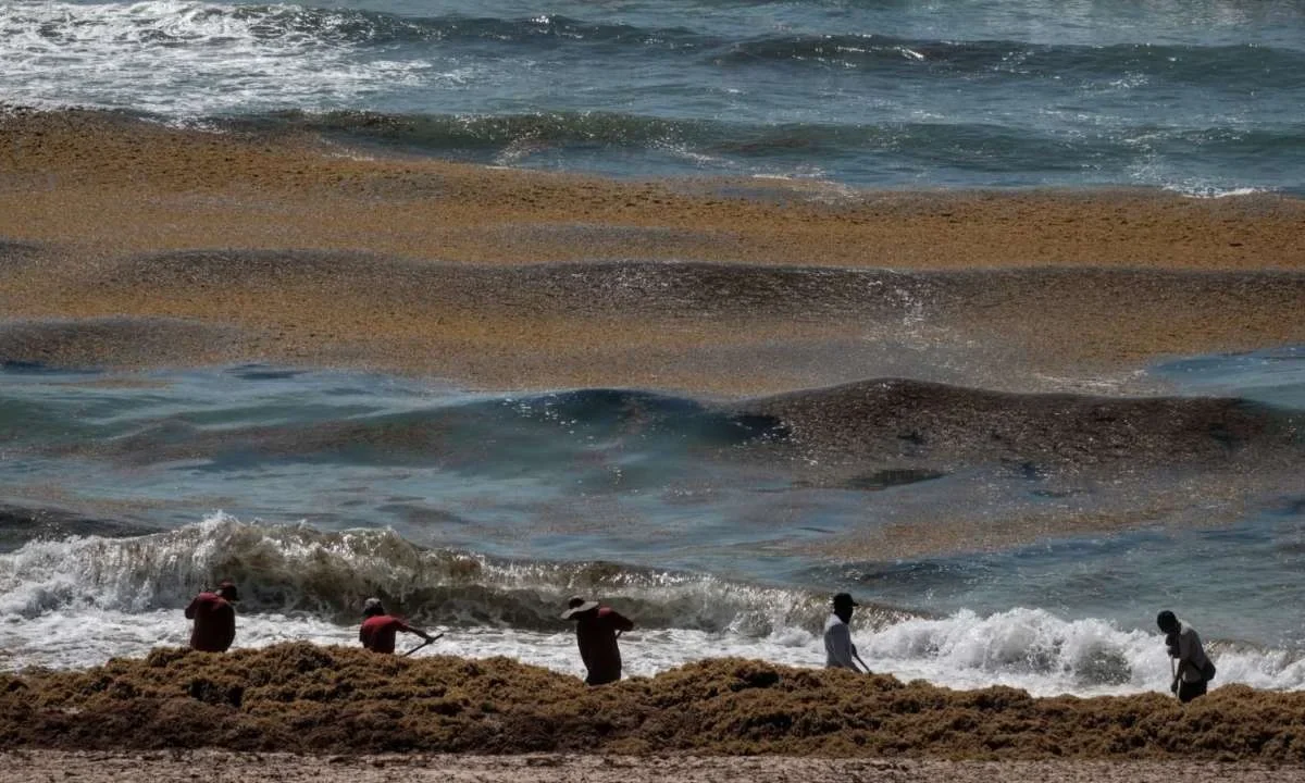 RECALE. La presencia excesiva de la talofita en las costas del Q. Roo genera daño a la salud, además de la pérdida de biodiversidad y el impacto al turismo.