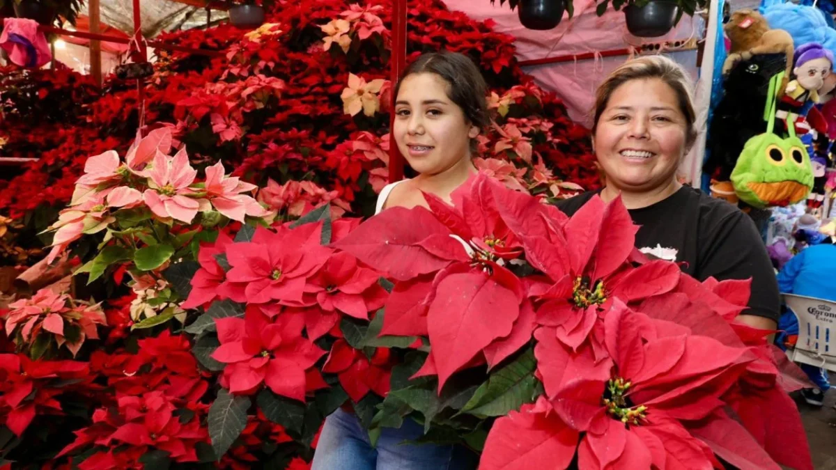 Michoacán se posiciona como el segundo mayor productor de Nochebuena en México: Bedolla