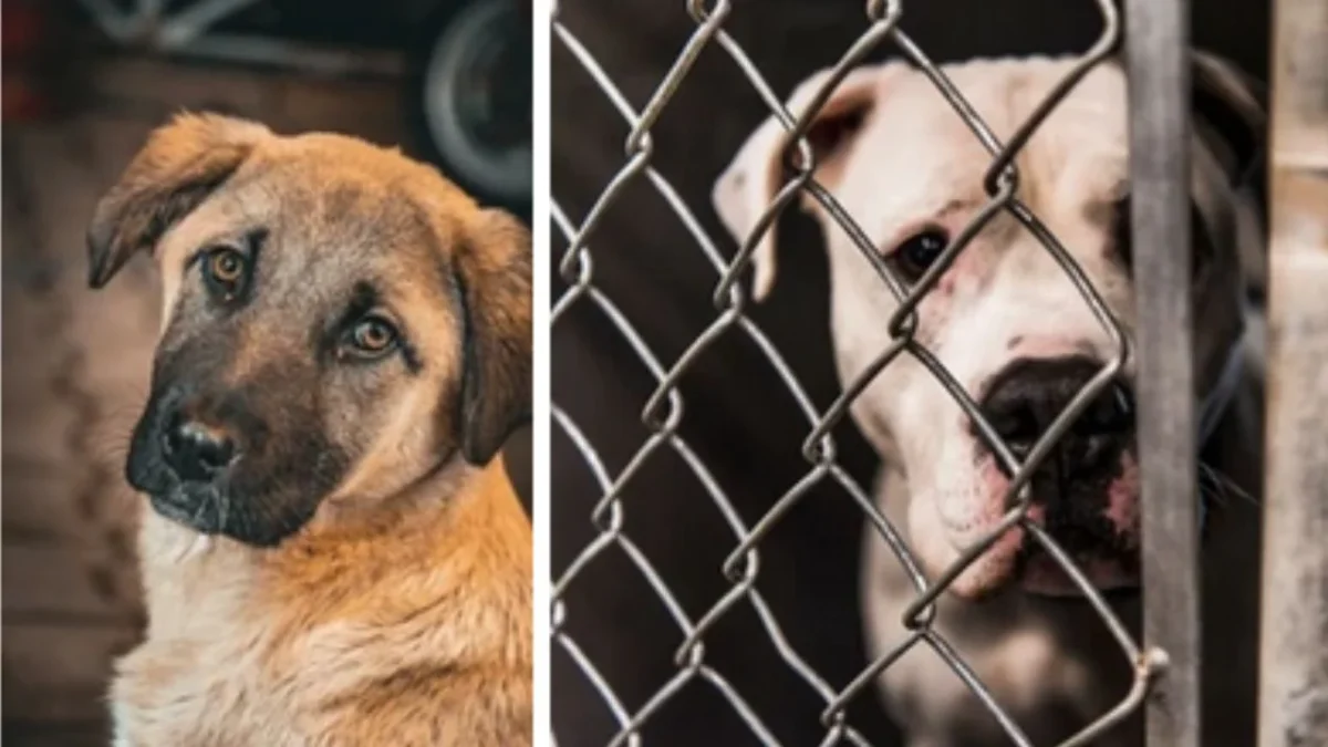 Desalojar el Refugio Franciscano donde actualmente viven más de mil animales rescatados