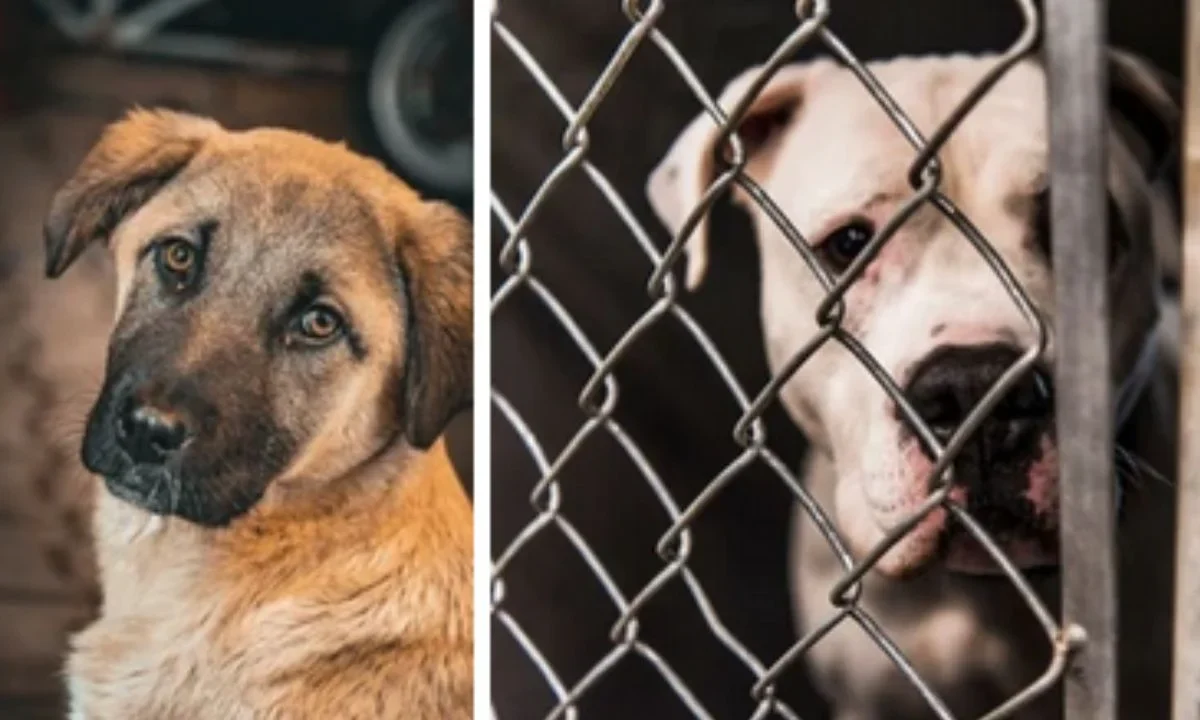 Desalojar el Refugio Franciscano donde actualmente viven más de mil animales rescatados