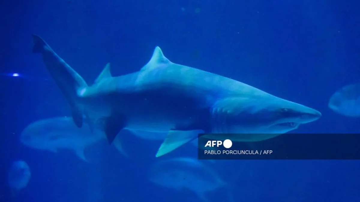 Muere turista de Estados Unidos presuntamente por el ataque de un tiburón en la playa El Capire, en Guerrero.