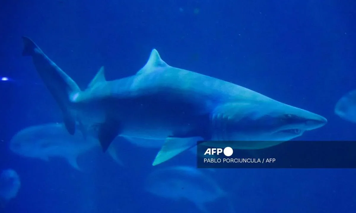 Muere turista de Estados Unidos presuntamente por el ataque de un tiburón en la playa El Capire, en Guerrero.