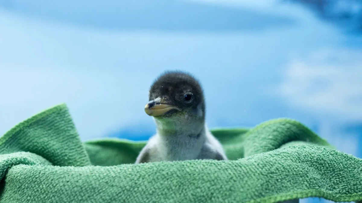 Con la llegada de esta nueva generación, Alex se convierte también en el primer Gentoo con linaje completamente mexicano
