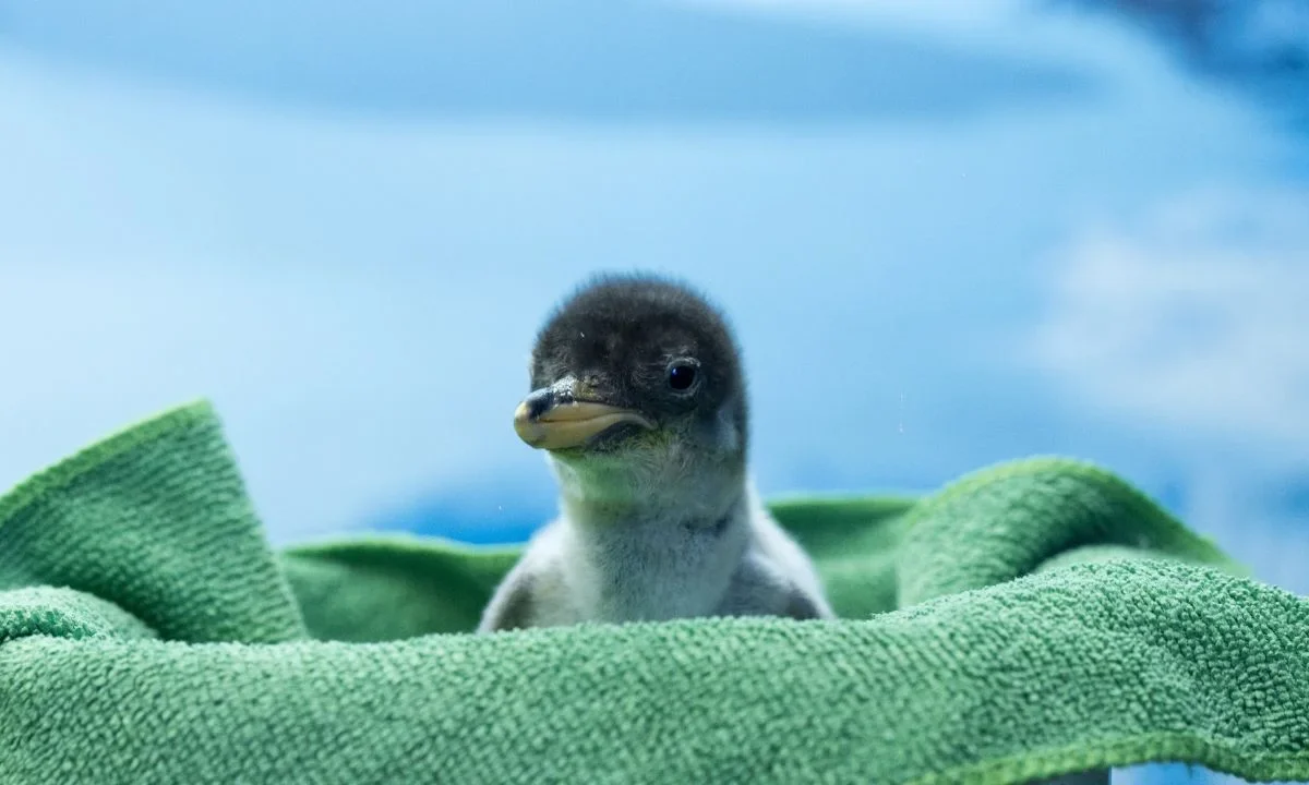 Con la llegada de esta nueva generación, Alex se convierte también en el primer Gentoo con linaje completamente mexicano