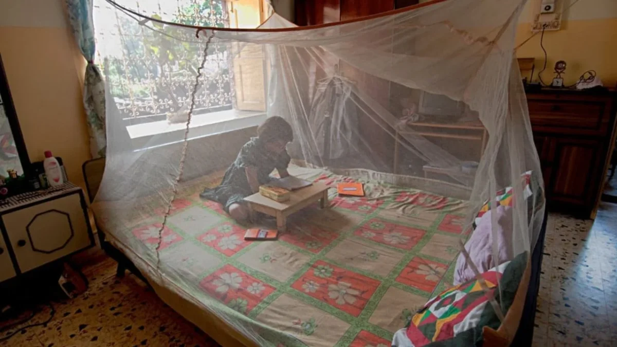 OMS lanza alerta sobre el aumento en las muertes y casos de malaria