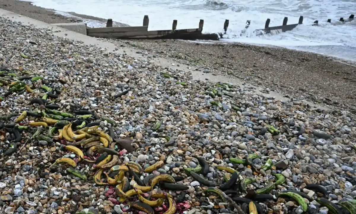 racimos de plátanos Inglaterra West Sussex