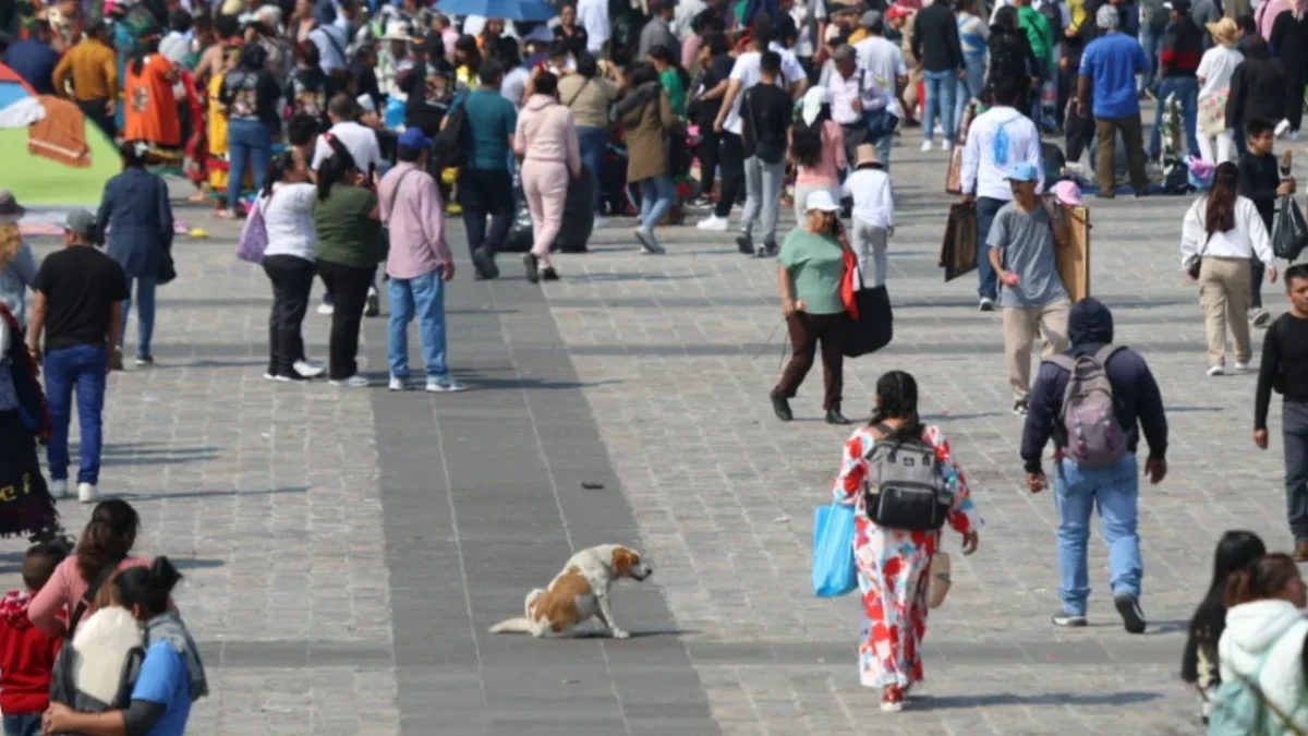 Rescatan a 16 perritos en peregrinaciones a la Basílica de Guadalupe.