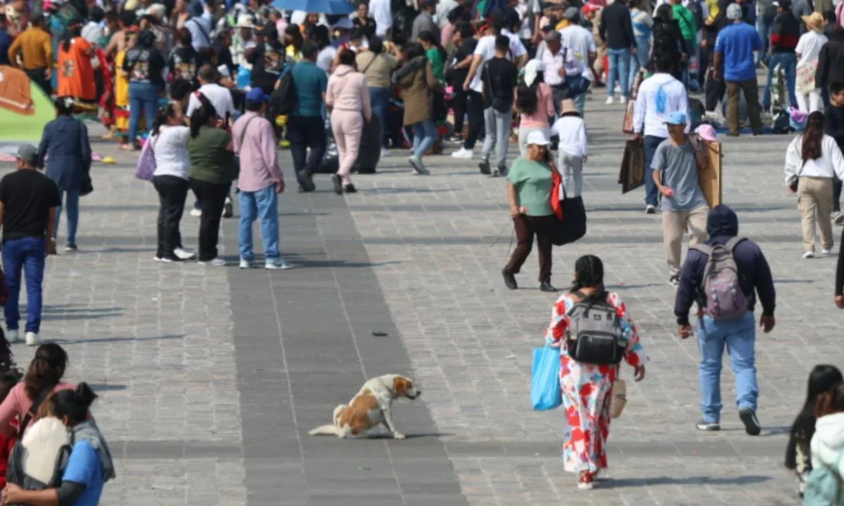 Rescatan a 16 perritos en peregrinaciones a la Basílica de Guadalupe.