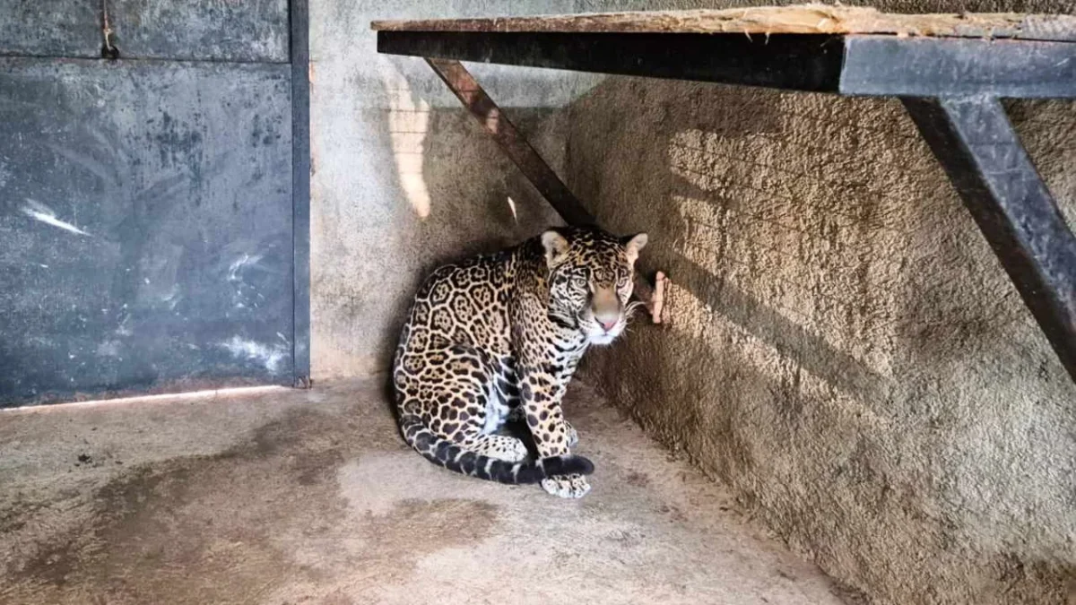 Personal de la Profepa rescata a especie de jaguar en peligro de extinción tras cateo en un domicilio del Edomex.
