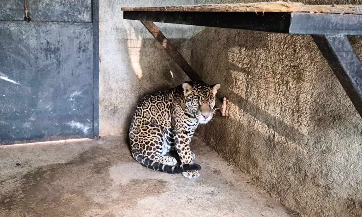 Personal de la Profepa rescata a especie de jaguar en peligro de extinción tras cateo en un domicilio del Edomex.