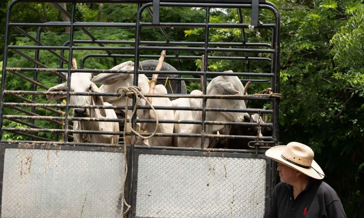 Sader amplió las facultades del Dispositivo Nacional de Emergencia de Sanidad Animal, como medida para erradicar avance de gusano barrenador.