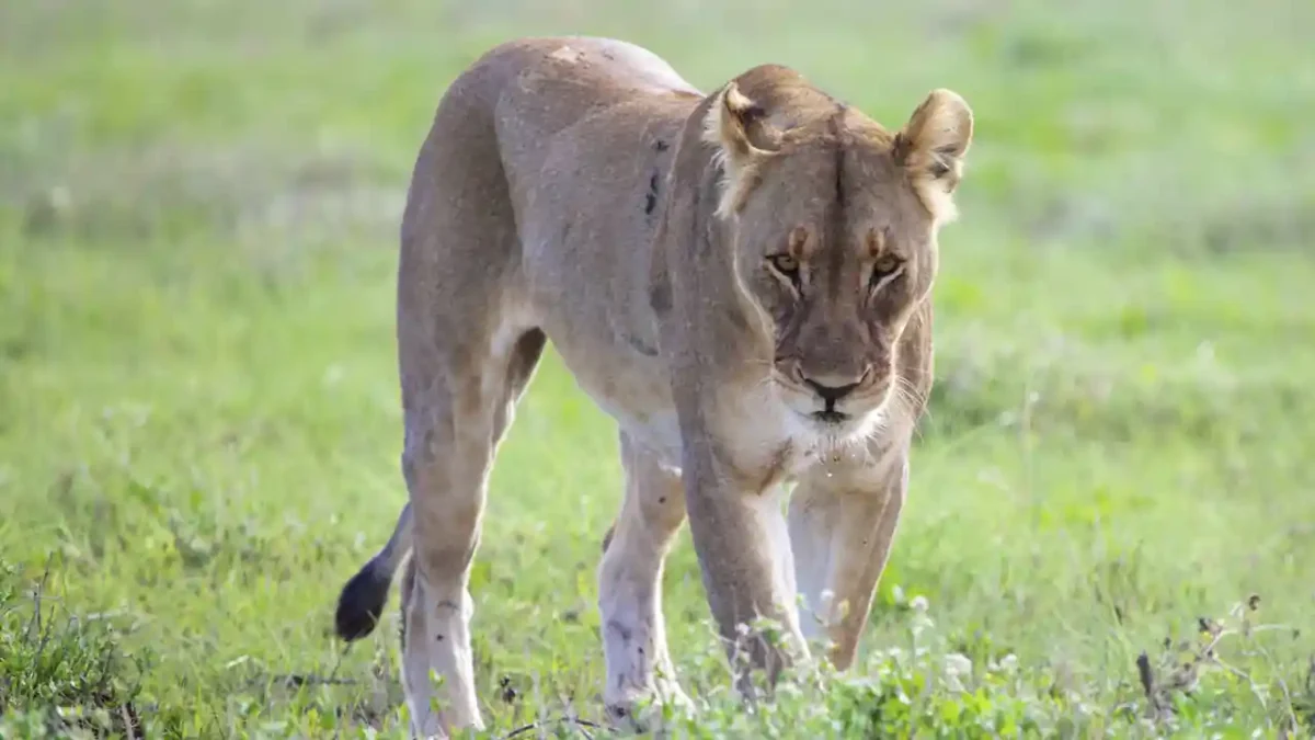 leona en un zoológico de Brasil