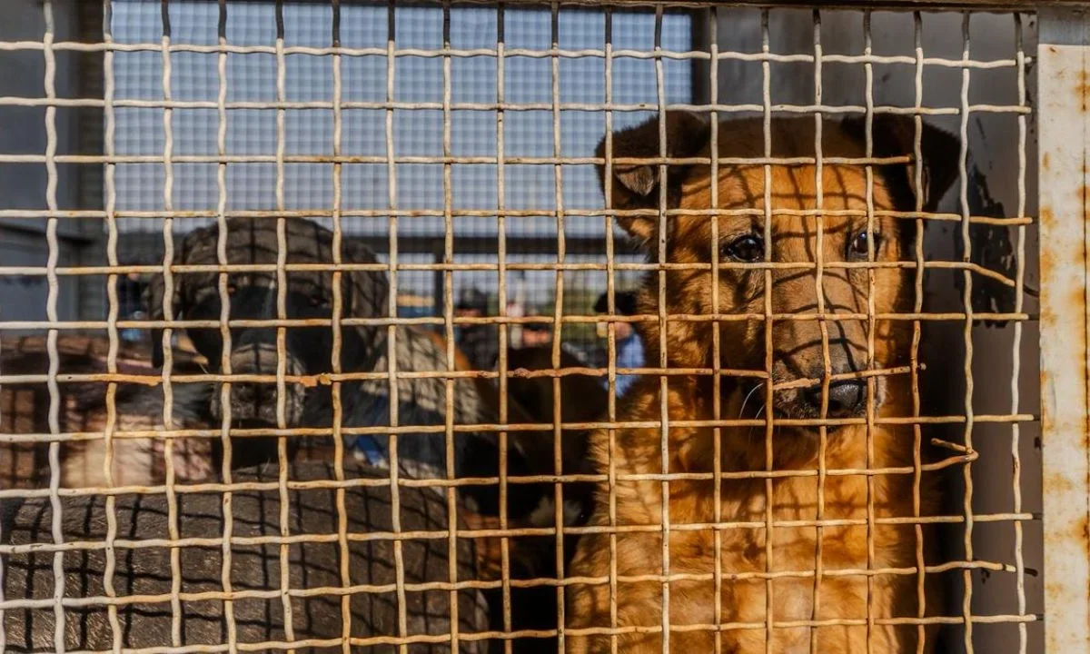 Brugada busca regulación de albergues animales tras caso de Refugio Franciscano