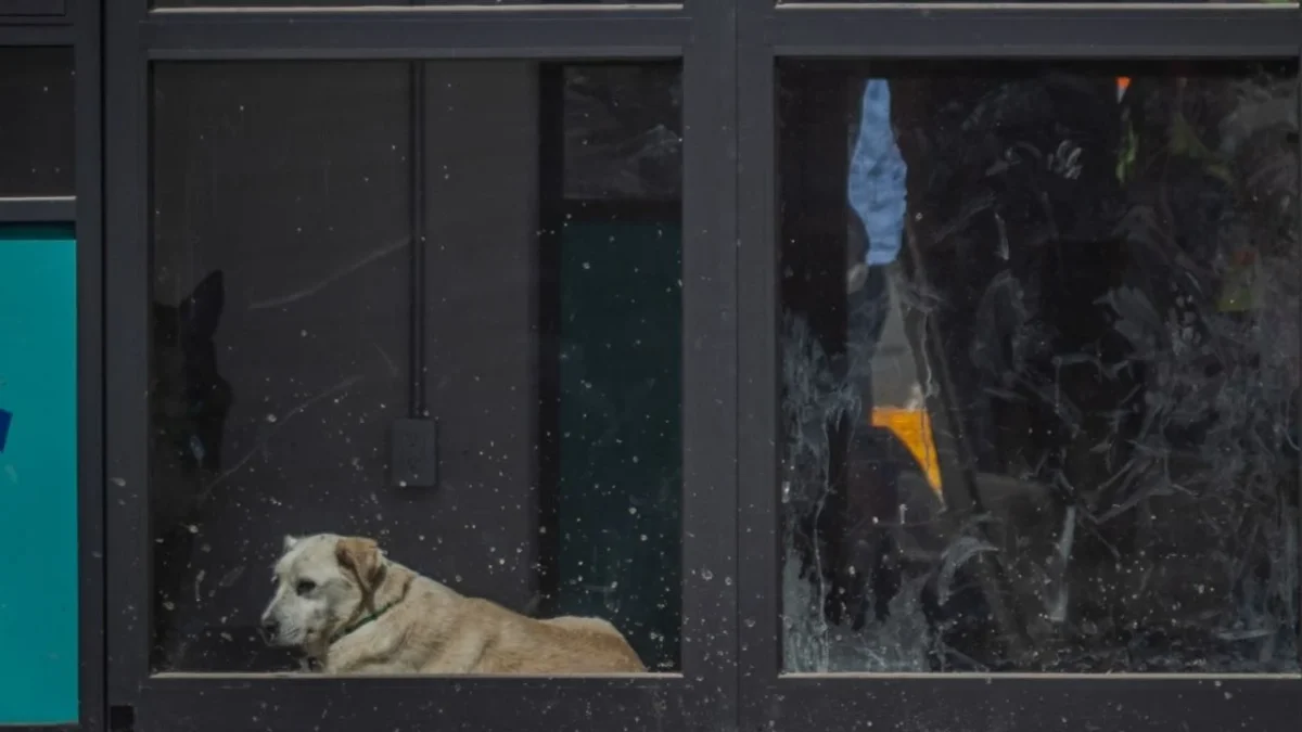 Diputados locales recorren albergue con perritos de Refugio Franciscano
