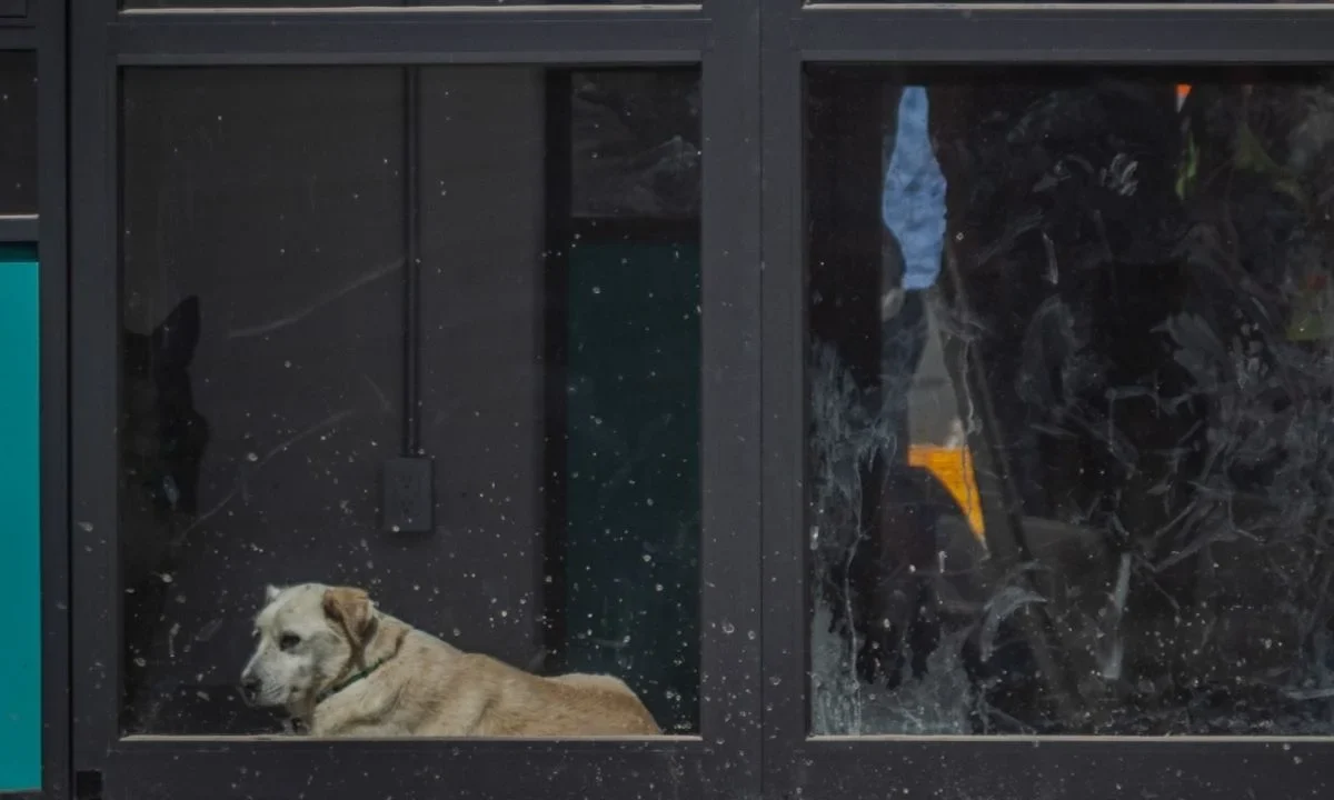 Diputados locales recorren albergue con perritos de Refugio Franciscano